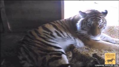 Amur tiger with her cubs at Yorkshire Wildlife Park