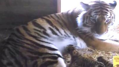 Tschuna with her three newborn cubs at Yorkshire Wildlife Park