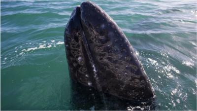 Gray whale