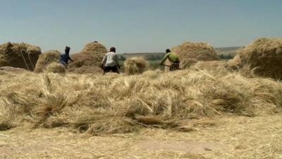 Harvesting teff