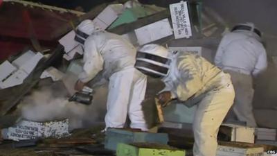 Beekeepers attempting control of the insects
