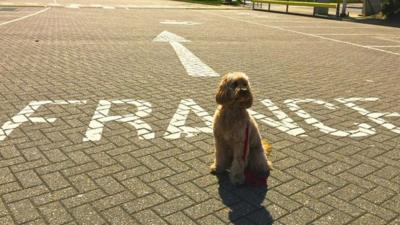 Miss Darcy the dog on her way to France