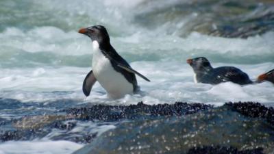 Penguins in surf