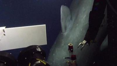 Sperm whale looking at underwater equipment