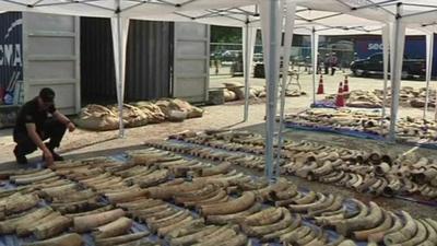 Seized ivory in Thailand