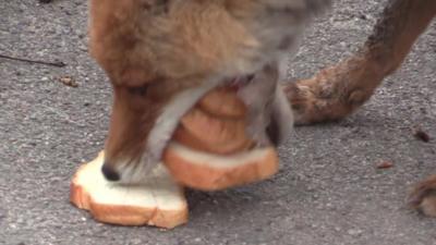 Fox eating its sandwich