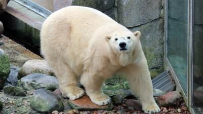 Polar Bear