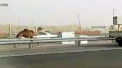 Camel running down the motorway