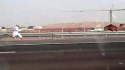 Man chases camel on motorway