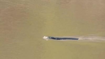 Seal at Chepstow