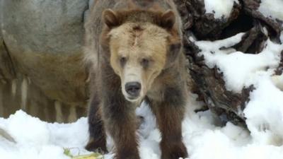 Bear at San Diego Zoo