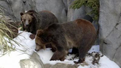 Grizzly bears play in snow