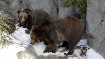 Grizzly bears play in snow