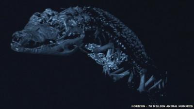 Crocodile scan