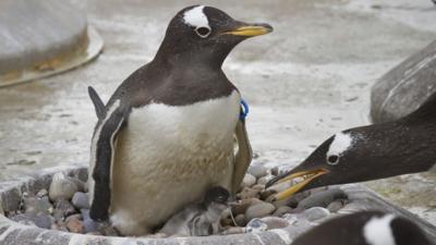 Penguins