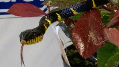 Mangrove snake found in Ransomes Europark in Ipswich