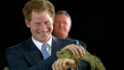 Prince Harry holds 100-year-old reptile
