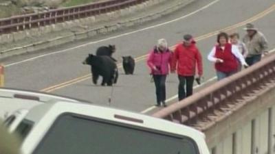 Black bears chase tourists