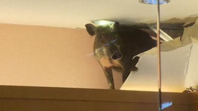 Boar in a shop