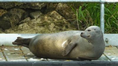 Seal at St Ives