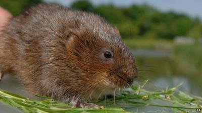 A water vole