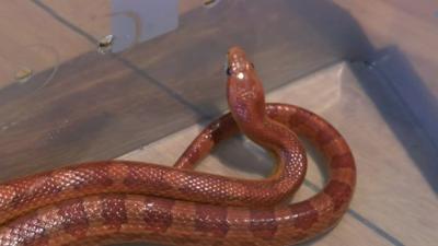 Snake found in van in Chorley