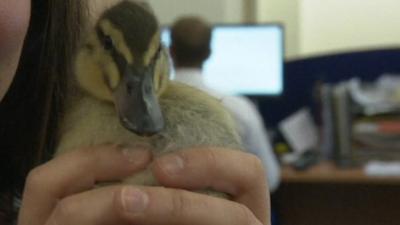 Pancake the duckling