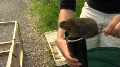 Water vole