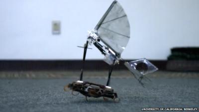 Robotic roach and bird