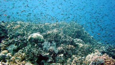 Great Barrier Reef