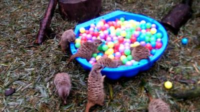 Meerkats play in a ball pool at Edinburgh Zoo