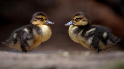 Two ducklings