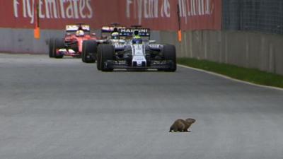 A brave groundhog plays a risky game of chicken with F1 cars