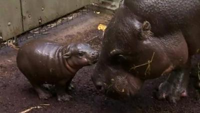 Baby pygmy hippo