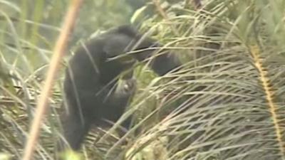 Chimp drinking palm wine