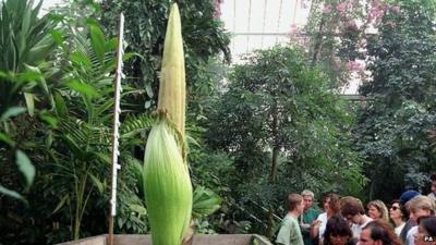 File photo of titan arum plant in Kew Gardens, London