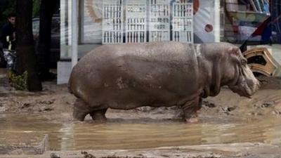 Hippopotamus in Tbilisi