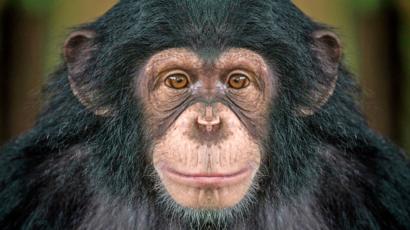 Image result for chimpanzee