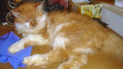 Travelling The World With Cats And A Dog Bbc News