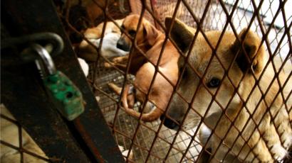Korea Selatan Tutup Rumah Penjagalan Anjing Terbesar Yang