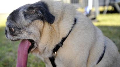 Insolite Concours Du Chien Le Plus Laid Bbc News Afrique