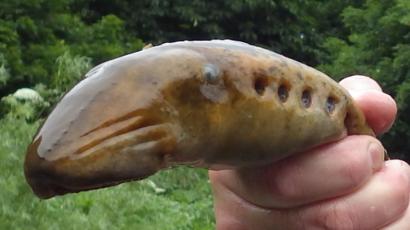 Lampreys Return To Yorkshire Rivers After 30 Years Bbc News