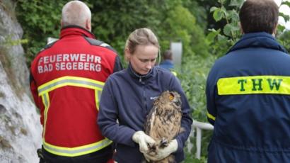 Rescuer abseils down well to save trapped owl - BBC News