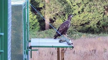 Sea Eagles Reintroduced To England For First Time Since 1780