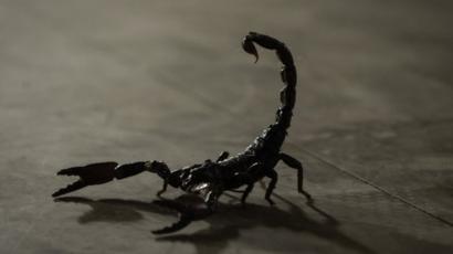 Racun Kalajengking Tiga Hal Tentang Bisa Dengan Potensi Luar