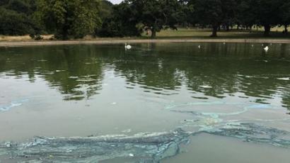 Toxic Blue Green Algae Warning For Dog Owners And Swimmers Bbc News