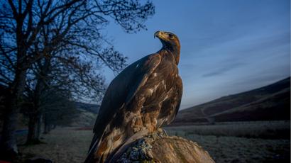 South Of Scotland Golden Eagle Scheme Hits Fantastic