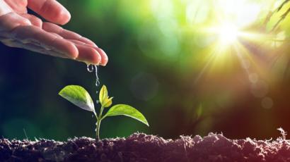 planta