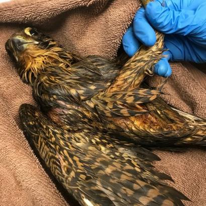 Peregrine Falcon Covered In Oil Rescued At Caldey Island