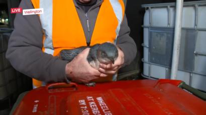 New Zealand Penguins Drop In For Sushi Bbc News